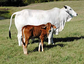 1/4 Limi - 3/4 Brahman cow and calf