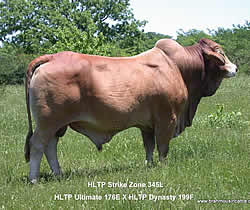 HLTP Strike Zone 345L 1/4 Limousin 3/4 Brahman