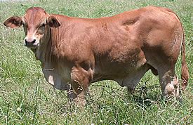 Hilltop Farms - Brahmousin Cattle